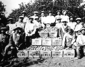 Citrus workers at the Hewes ranch in Tustin in the 1920s. Photo: Orange County Archives, County Recorders office.